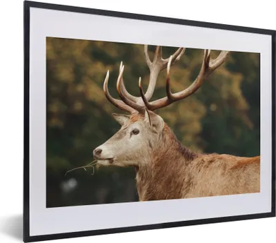 Produktbild von MuchoWow® MuchoWow® Gerahmtes Poster Hirsche - Geweihe - Wald 40x30 cm - Poster mit zchwarzem Bilderrahmen - Bilderrahmen - Poster im Rahmen