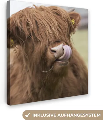 Produktbild von MuchoWow® - Leinwandbilder - Schottischer Highlander - Braun - Tiere, Wandbild, Wanddeko Bilder Wohnzimmer, 50x50 cm