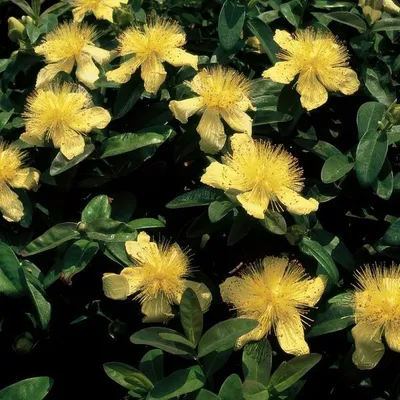 Produktbild von Hypericum calycinum – Großkelchiges Johanniskraut – ↕10-25cm – Ø9cm – 6 Pflanzen – Bodendecker & Blühpflanze – Pflegeleicht & sonnig