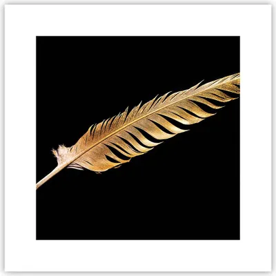 Produktbild von Poster - Poster ohne Rahmen - Golden Feder Schwarz - 30x30 cm - Wand Bild - Wanddeko - Wandbilder - Kunstposter - Wandposter - Bilder - Kunstdruck - Wanddekoration - Wandbild - P2XAC30x30-4887