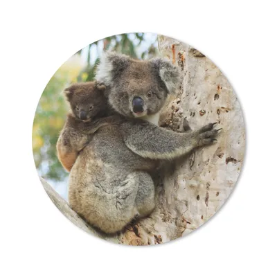 Produktbild von MuchoWow® Mauspad Mousepad Koalas - Kind - Baum - Kinder - Junge - Mädchen 30x30 cm - Mousepads - Maus Mat - Pad - Mausunterlage - Tischunterlage - Schreibtischmatten