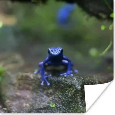 Produktbild von MuchoWow® Poster Blauer Frosch im Dschungel 100x100 cm - Babyzimmer