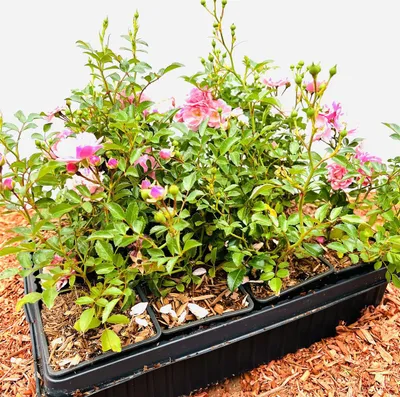 Produktbild von Rosa 'The Fairy', Bodendeckerrose, rosa, 15–20 cm