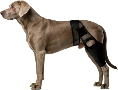 Immagine prodotto di INF Tutore Posteriore Traspirante per Zampe di Cane L