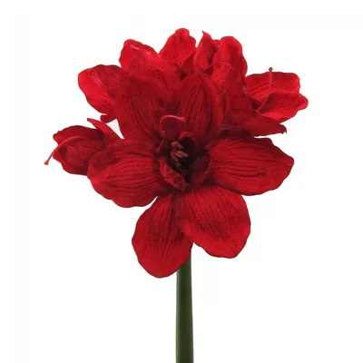 Produktbild von Künstliche Amaryllis 66cm | Kunstblume mit 4 Blüten Rot