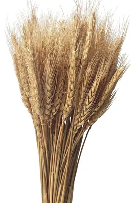 Imagen del producto de Omgoods - 200 unidades de trigo natural deshidratado para decoración