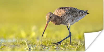 Produktbild von MuchoWow® Poster Vögel - Gras - Landschaft - Uferschnepfe 40x20 cm - Poster für die Wand - Poster Schlafzimmer
