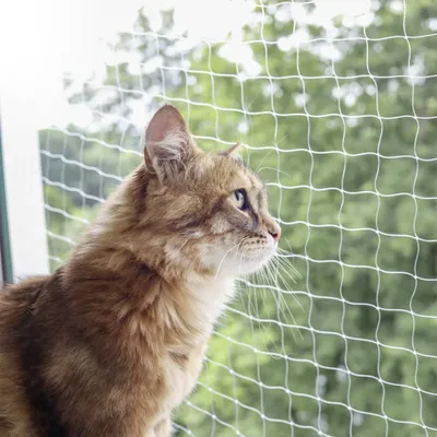 Katzennetz Für Den Balkon Zu TOP-Preisen Produktbild-Vorschau 8