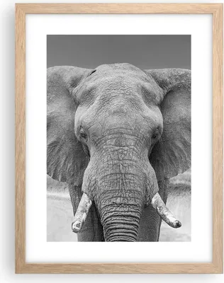 Produktbild von Gerahmtes Poster - Rahmen in heller Eiche - Elefant Afrika Tier - 30x40 cm - Wand Bild - Wanddeko - Wandbilder - Kunstposter - Wandposter - Bilderrahmen - Bilder - Kunstdruck - P2NPA30x40-5072