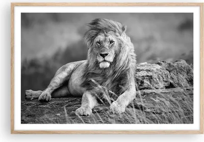 Produktbild von Gerahmtes Poster - Rahmen in heller Eiche - Löwe Tier Natur - 91,5x61 cm - Wand Bild - Wanddeko - Wandbilder - Kunstposter - Wandposter - Bilderrahmen - Bilder - Kunstdruck - Wandbild P2NAA91x61-3931