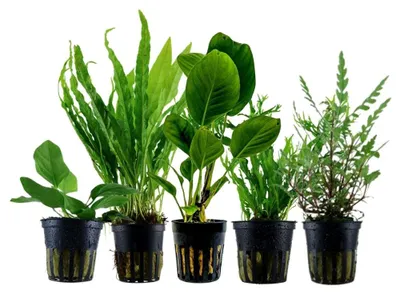 Produktbild von Pflanzen Set mit 5 Aufsitzer Topf Aquarium schöne Wasserpflanzen AquaOne Nr.217