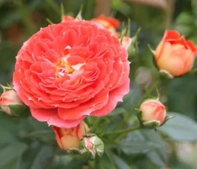 Produktbild von Dehner Rose Zwerg-Kletterrose Starlet® Carmen®, Züchter Tantau, gefüllte duftende Blüten, Farbe orange-rot, 15-30 cm, 6 l Topf