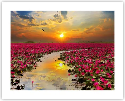 Produktbild von Poster - Poster ohne Rahmen - See Blumen - 50x40 cm - Wand Bild - Wanddeko - Wandbilder - Kunstposter - Wandposter - Bilder - Kunstdruck - Wanddekoration - Wandbild - P2XAA50x40-3769