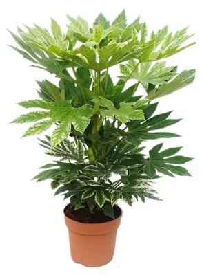 Produktbild von Zimmer-Aralia – Fatsia japonica var. – Höhe ca. 60–80 cm – Topf 20 cm