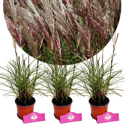 Image de Set de 3 magnifiques roseaux - Miscanthus sinensis "Red Chief" - Roseau de Chine - Hauteur 30-40 cm - Pot 12 cm