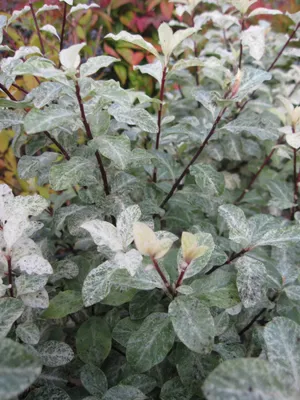 Produktbild von Pittosporum tenuifolium Irene Paterson - Schmalblättrige Klebsame Irene Paterson