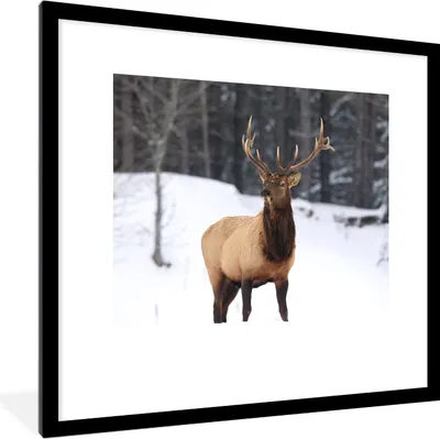 Produktbild von MuchoWow® Gerahmtes Poster Rotwild - Schnee - Winter 40x40 cm - Poster mit Schwarzem Bilderrahmen Wandposter Rahmen Foto Bilder - Poster - Plakat im Rahmen