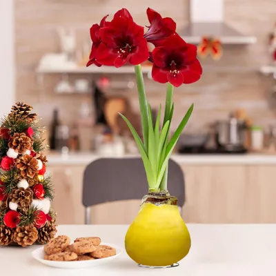 Produktbild von Amaryllis in Wachs Gelb - 2 Wachsamaryllis Blumenzwiebeln - Wax Amaryllis Zwiebel in Großformat 26/28 - Exklusive Echte Pflanzen aus Holland - Hippeastrum (keine Samen, nicht künstlich)