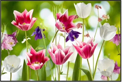 Produktbild von Wallario Wandbild Blühende Blumen im Frühling in pink und weiß, Größe: 61 x 91,50 cm, Poster mit schwarzem Aluminiumrahmen