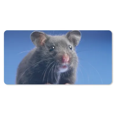 Produktbild von MuchoWow® Schreibtischunterlage Dunkelgrauer hamsterblauer Hintergrund 80x40 cm - XXL Mauspad - Gaming Mauspad