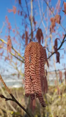 Image de Corylus maxima 'Purpurea' / Noisetier pourpre