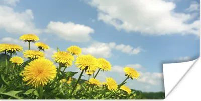 Produktbild von MuchoWow® Poster Wolken - Löwenzahn - Frühling 120x60 cm - Bild