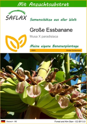 Produktbild von SAFLAX - Große Essbanane - Musa X paradisiaca - 10 Samen - Mit keimfreiem Anzuchtsubstrat