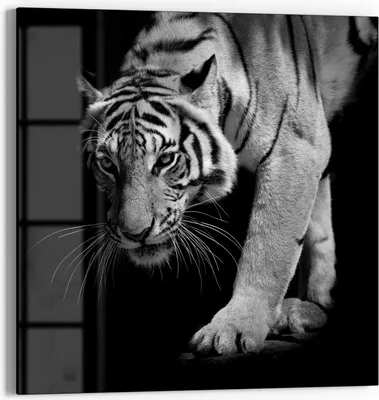 Produktbild von DEQORI Glasbild Echtglas 30x30 cm 'Pirschender Tiger' Wandbild Bild modern Deko