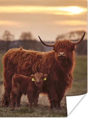 Produktbild von MuchoWow® Poster Schottische Highlander - Tiere - Landschaft - Sonnenuntergang - Kuh 90x120 cm - Wohnzimmer