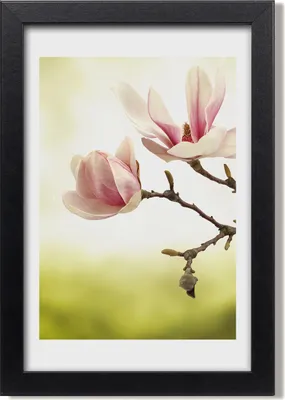Produktbild von Bild 20x30 MDF-Rahmen, Wandkunst Magnolie Blumen