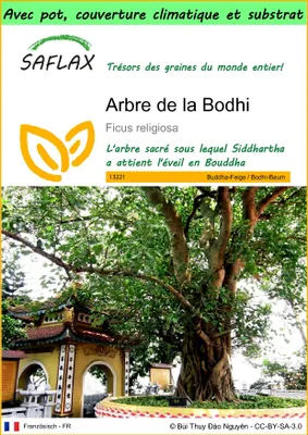 Image de SAFLAX Garden to go - Arbre de la Bodhi - 100 graines - Ficus