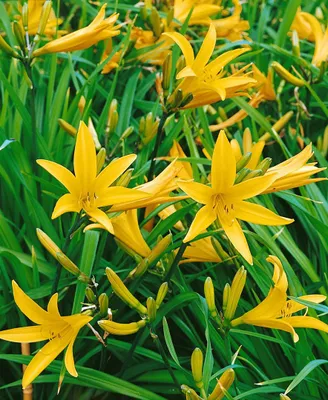 Produktbild von Hemerocallis citrina 'Baroni', Taglilie, gelb, ca. 11x11 cm Topf