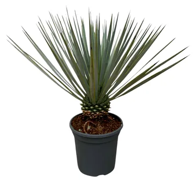 Produktbild von Trendyplants - Yucca Rostrata - Winterhart - Gartenpflanze - Höhe 40-60 cm - Topfgröße Ø21cm