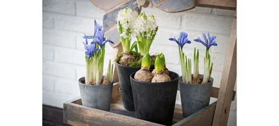 Produktbild von Artstone Blumentopf Claire schwarz