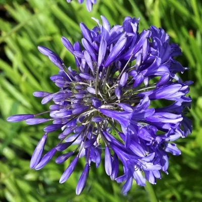 Produktbild von 6 x Agapanthus hybr. - Agapanthus hybrida 'Purple Cloud' | Topf 9cm x 9cm