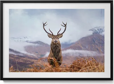 Produktbild von Hirsche auf einer Bergwiese– Wandbild mit Rahmen – Gerahmtes Bild  – Wanddekoration – 100x70 cm –  Schwarz Rahmen