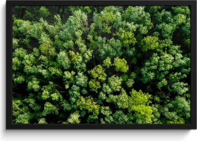 Produktbild von MuchoWow® MuchoWow® Gerahmtes Poster Baum - Wald - Grün 60x40 cm - Poster mit zchwarzem Bilderrahmen - Printing - Wanddeko Schlafzimmer