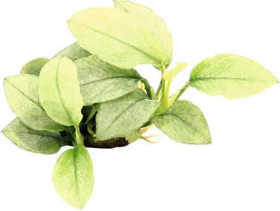 Produktbild von Zwergspeerblatt Speerblatt - Anubias barteri var. nana 'Jade'