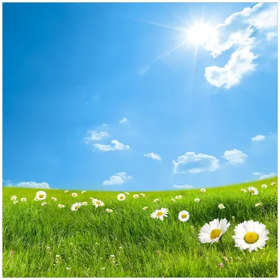 Produktbild von Wallario Sticker / Aufkleber für Kühlschrank / Geschirrspüler / Küchenschränke, selbstklebende Folie - 60 x 60 cm, Motiv: Sommerwiese - Weiße Gänseblümchen vor blauem Himmel
