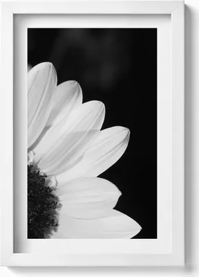 Produktbild von Gänseblümchenblüten in schwarz-weiß– Wandbild mit Rahmen – Gerahmtes Bild  – Wanddekoration – 20x30 cm – Weiß