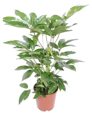 Immagine prodotto di Schefflera Actinophylla Amate - 90-100cm - Ø24cm - Pianta d'appartamento - Sempreverde