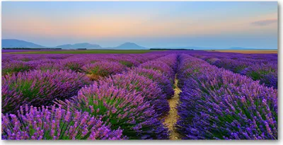 Produktbild von Tulup® Leinwandbild -100x50 cm - Wandkunst - Drucke auf Leinwand - Leinwanddruck  - Landschaften - Lila - Lavendelfeld