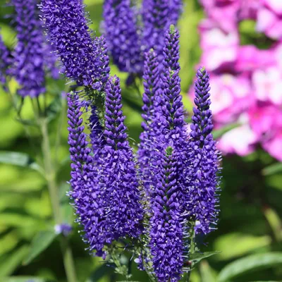 Produktbild von Bloomique - 3er Set - Veronica Spicata - Ehrenpreis - Gartenpflanzen - Winterhart - Höhe 10-20 cm - Topf 9x9 cm