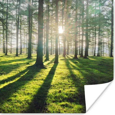 Produktbild von MuchoWow® Poster Bäume - Natur - Wald 75x75 cm - Wand Dekoration