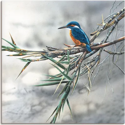 Produktbild von ARTland Leinwandbild Eisvogel I Größe: 30x30 cm