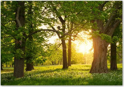 Produktbild von Tulup® Glas-Bild - 100 x 70 - Wandbild aus Glas - Wandkunst - Wandbild hinter gehärtetem Sicherheitsglas - Landschaften - Bäume im Park - Grün
