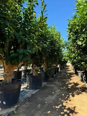 A row of potted citrus trees in a nursery or garden center.