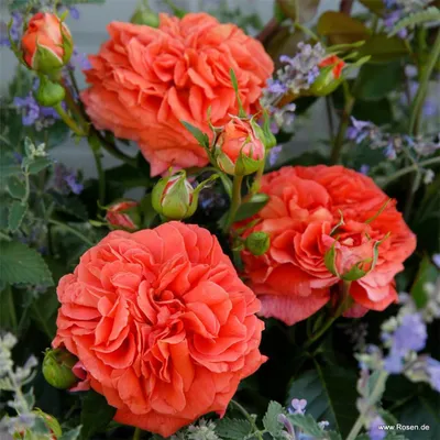 Produktbild von Kordes Beetrose Orangerie® / Friedrichstadt-Rose Orange
