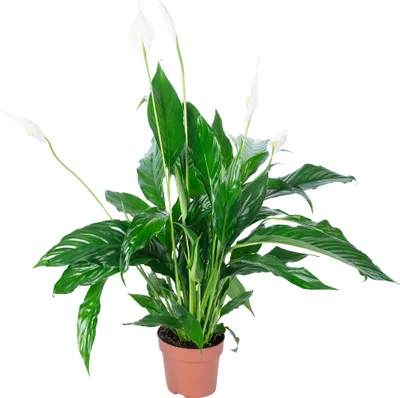 Produktbild von Einblatt 3-5 Blüten/Knospen - pflegeleichte Zimmerpflanze, Spathiphyllum - Höhe ca. 50 cm, Topf-Ø 13 cm