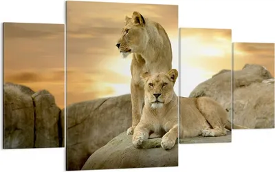 Produktbild von Bild auf Leinwand - Leinwandbild - Löwen Sonnenuntergang Felsen Krallen - 160x90cm - Wand Bild - Wanddeko - Leinwanddruck - Bilder - Kunstdruck - Leinwand bilder - Wandkunst - DL160x90-2958